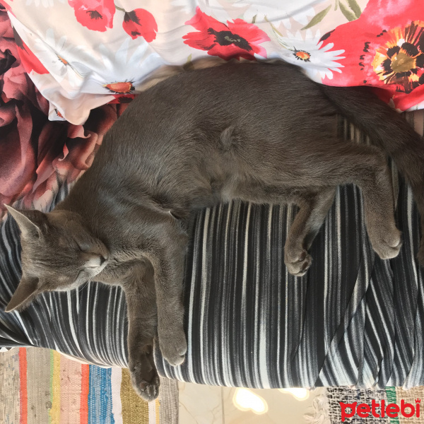 British Shorthair, Kedi  Şanslı fotoğrafı