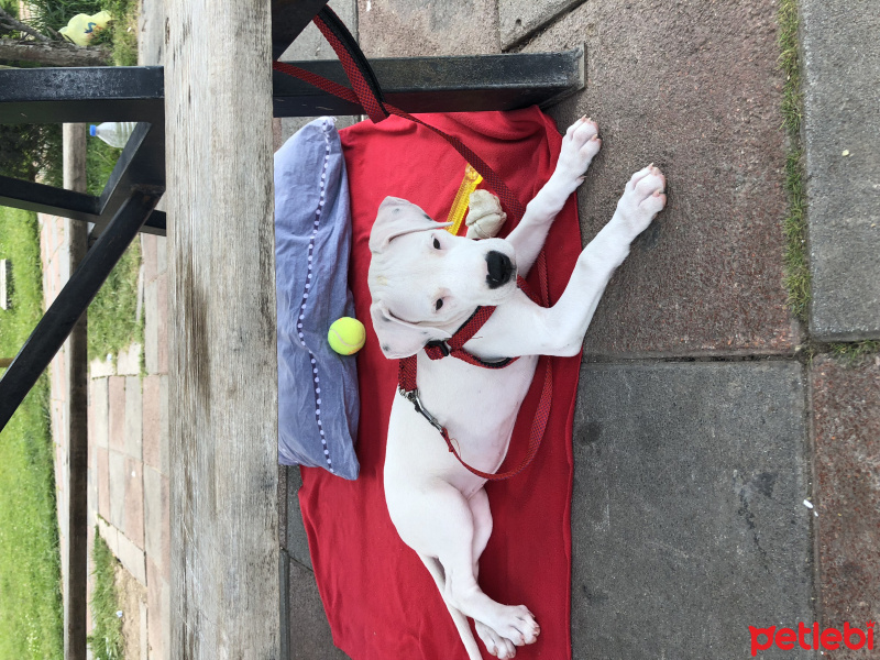 Dogo Arjantin, Köpek  Rita fotoğrafı