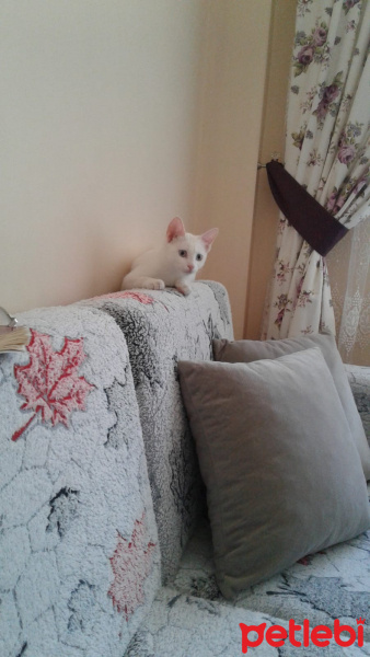 Ankara Kedisi, Kedi  PAMUK fotoğrafı