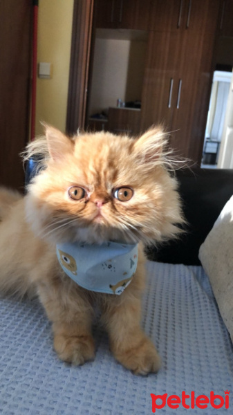 İran Kedisi (Persian), Kedi  Pablo fotoğrafı
