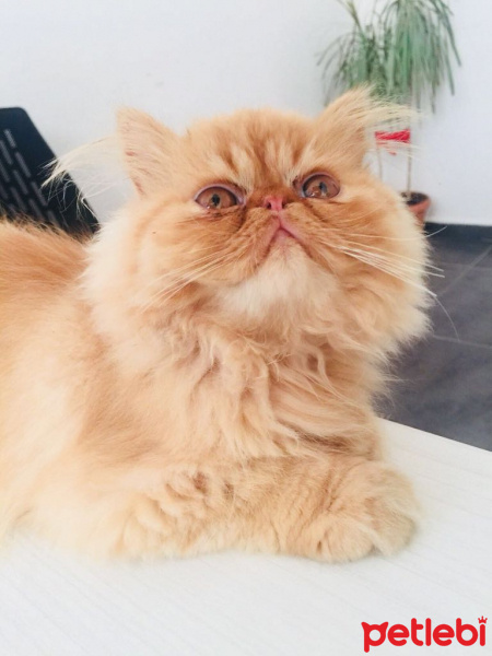 İran Kedisi (Persian), Kedi  Pablo fotoğrafı