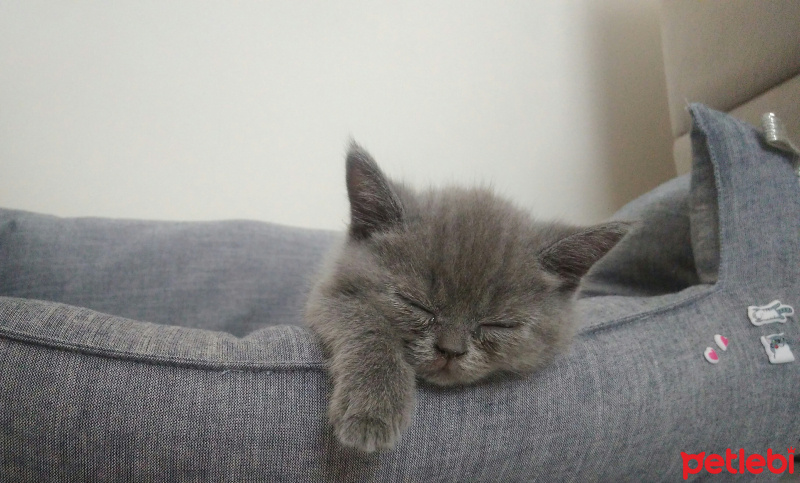 British Shorthair, Kedi  Minnos maya fotoğrafı