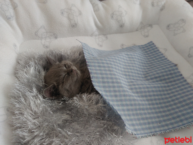 British Shorthair, Kedi  Minnos maya fotoğrafı
