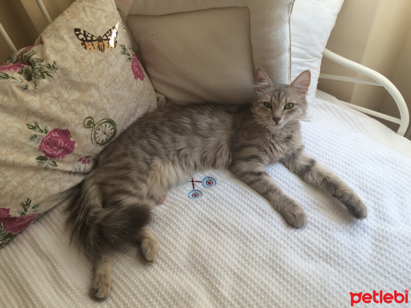 Tiffanie, Kedi  Dora fotoğrafı