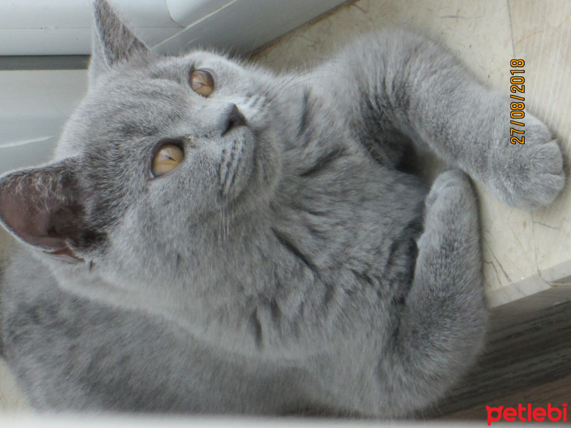 British Shorthair, Kedi  Susam1405 fotoğrafı