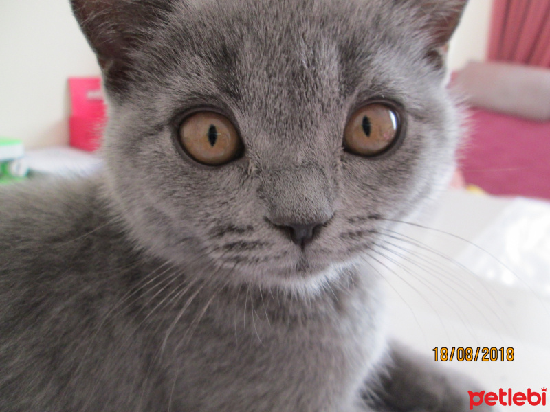 British Shorthair, Kedi  Susam1405 fotoğrafı