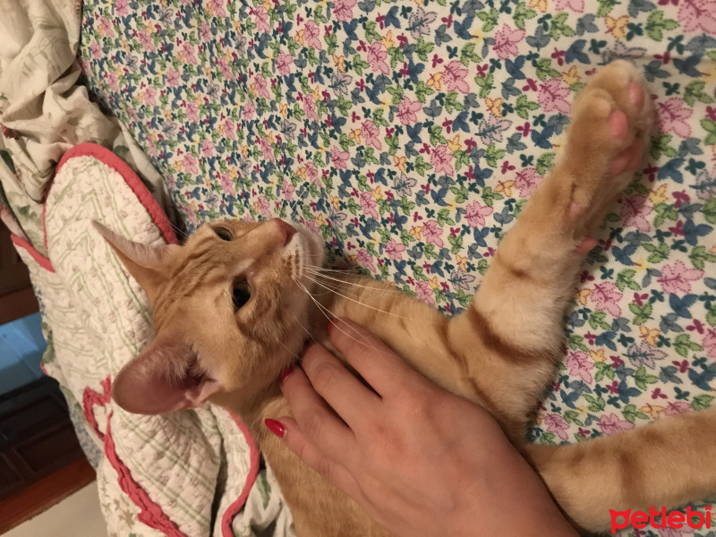Tekir Kedi, Kedi  Tarçın fotoğrafı