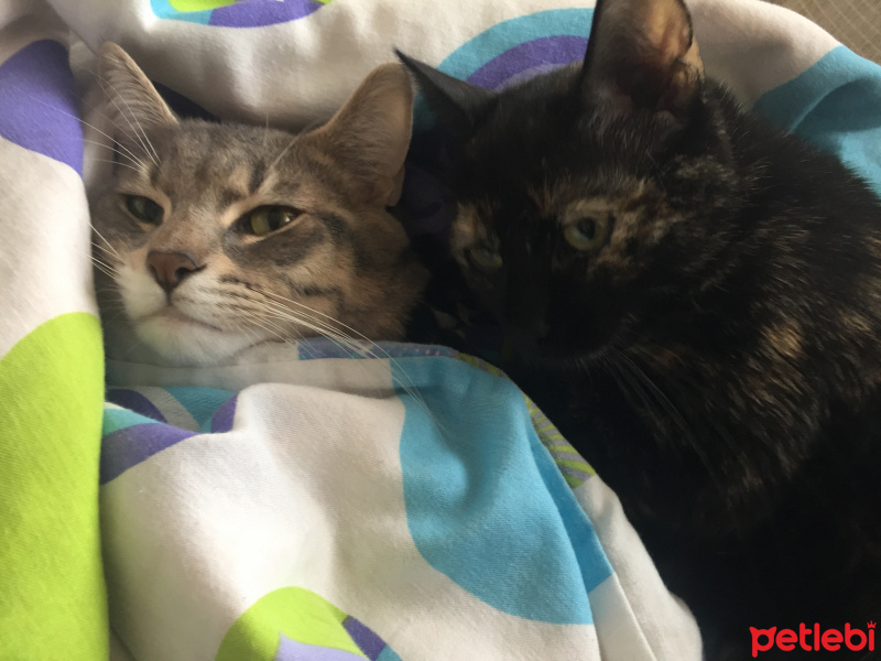 Tekir Kedi, Kedi  Khalisi & Snow fotoğrafı