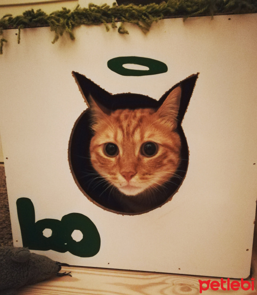 Sarman, Kedi  Leo fotoğrafı