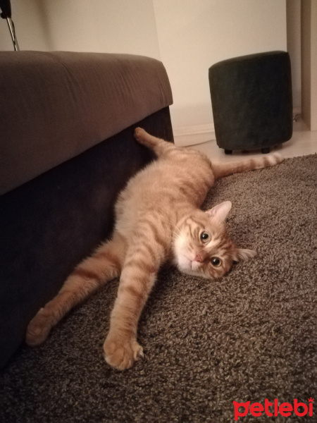 Sarman, Kedi  Leo fotoğrafı