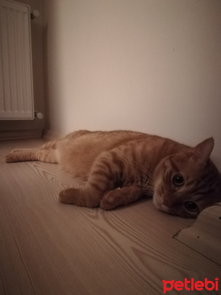 Sarman, Kedi  Leo fotoğrafı