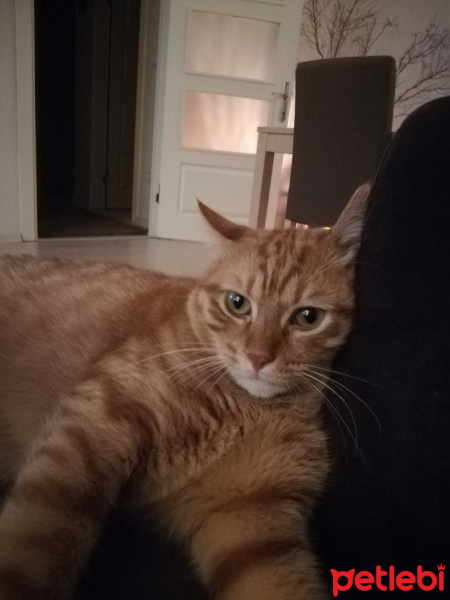 Sarman, Kedi  Leo fotoğrafı