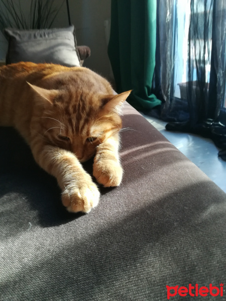 Sarman, Kedi  Leo fotoğrafı