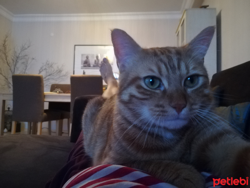Sarman, Kedi  Leo fotoğrafı