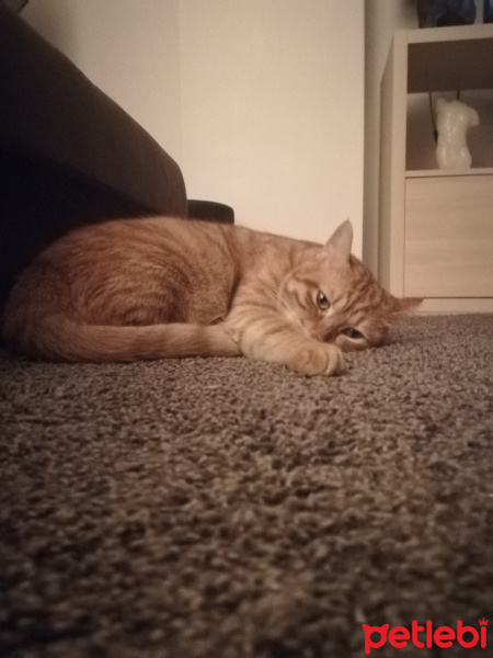 Sarman, Kedi  Leo fotoğrafı