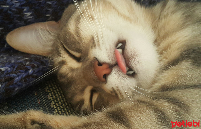 Tekir Kedi, Kedi  Çakıl fotoğrafı