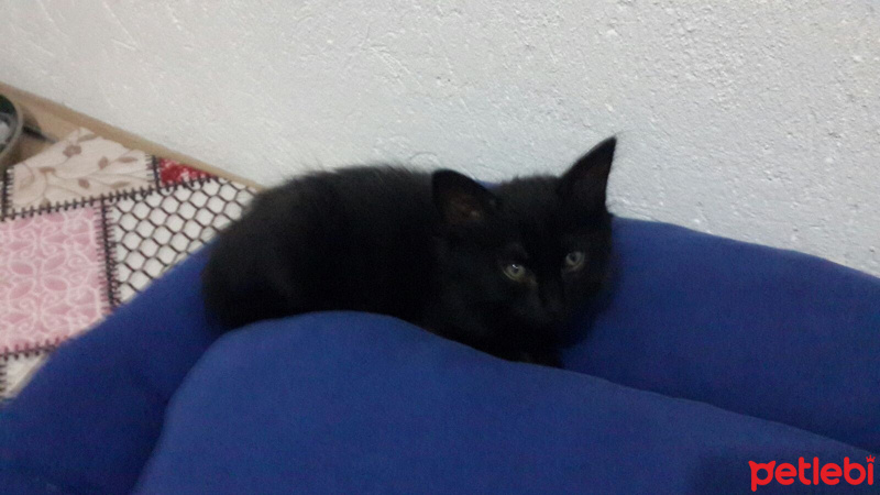 Tekir Kedi, Kedi  Kömür fotoğrafı