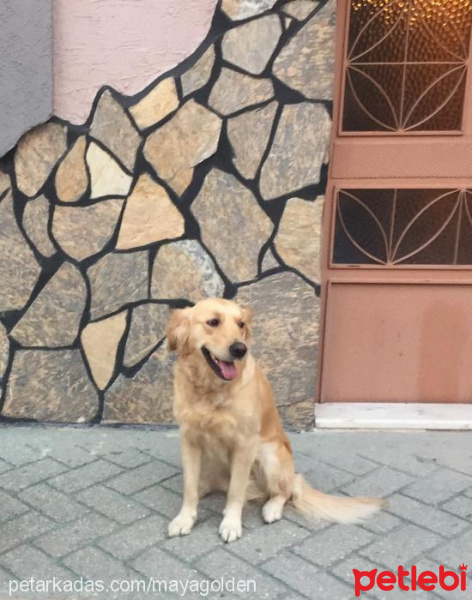 Golden Retriever, Köpek  Maya fotoğrafı