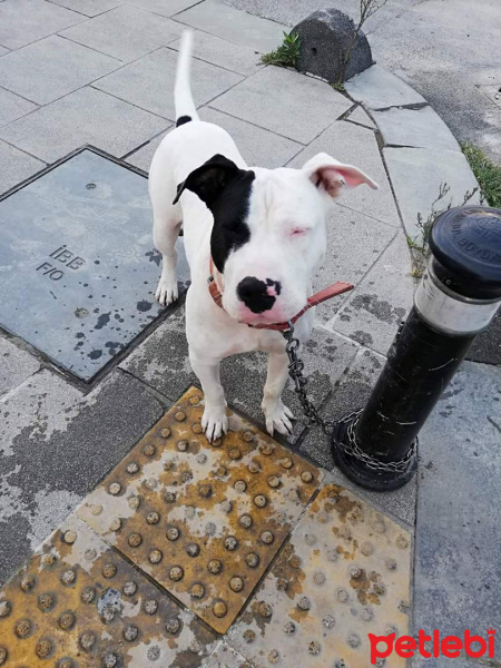 Dogo Arjantin, Köpek  Atreus fotoğrafı