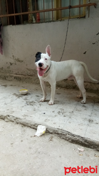 Dogo Arjantin, Köpek  Atreus fotoğrafı