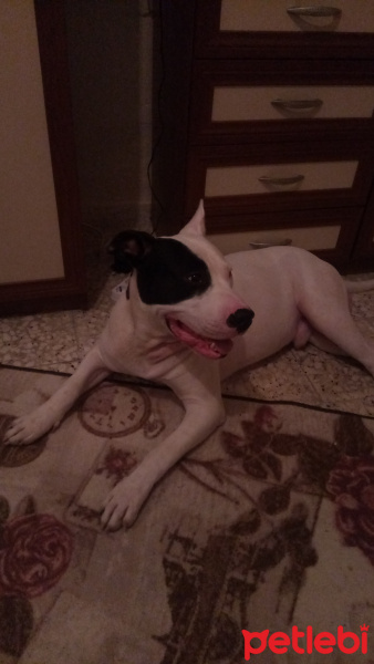 Dogo Arjantin, Köpek  Atreus fotoğrafı