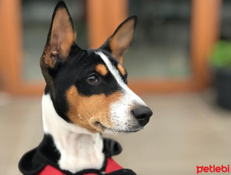 Basenji, Köpek  Jazz fotoğrafı