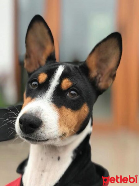 Basenji, Köpek  Jazz fotoğrafı