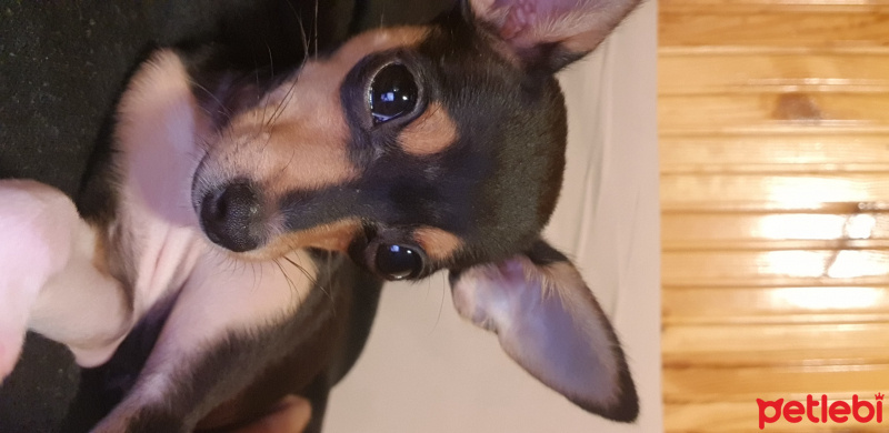 Minyatür Pinscher, Köpek  daisy fotoğrafı