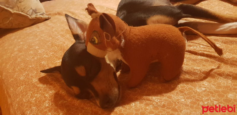 Minyatür Pinscher, Köpek  daisy fotoğrafı