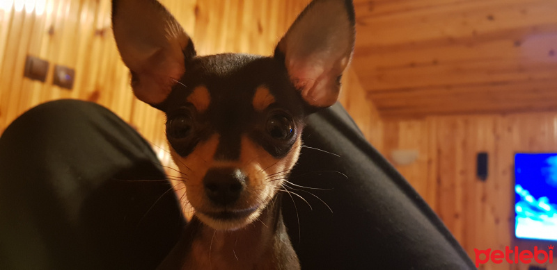 Minyatür Pinscher, Köpek  daisy fotoğrafı