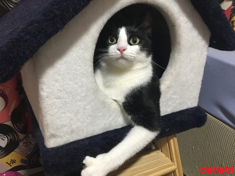 Tekir Kedi, Kedi  Alaca fotoğrafı