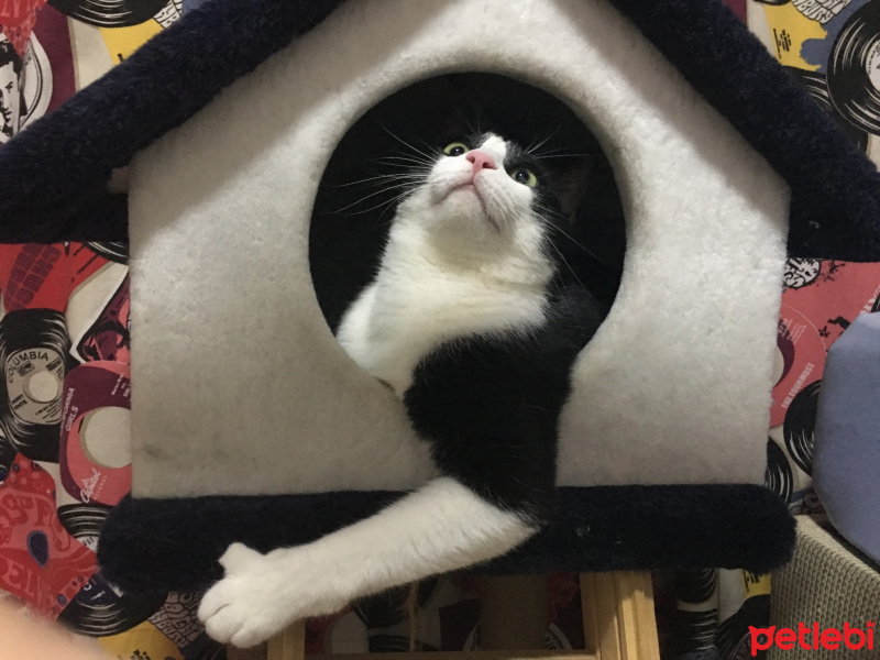 Tekir Kedi, Kedi  Alaca fotoğrafı