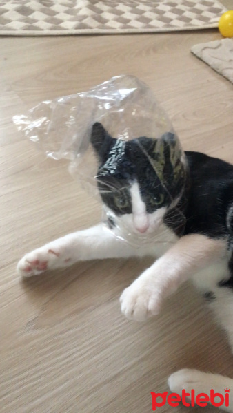 Tekir Kedi, Kedi  Alaca fotoğrafı