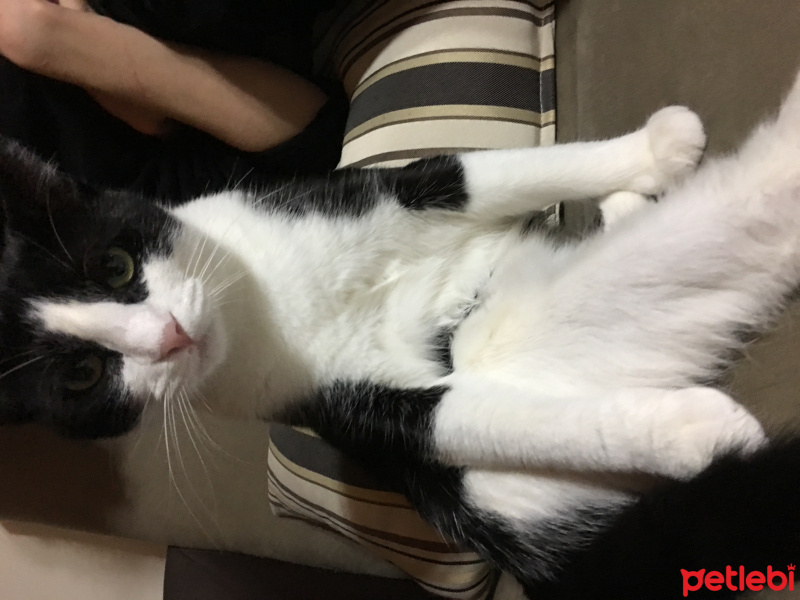 Tekir Kedi, Kedi  Alaca fotoğrafı