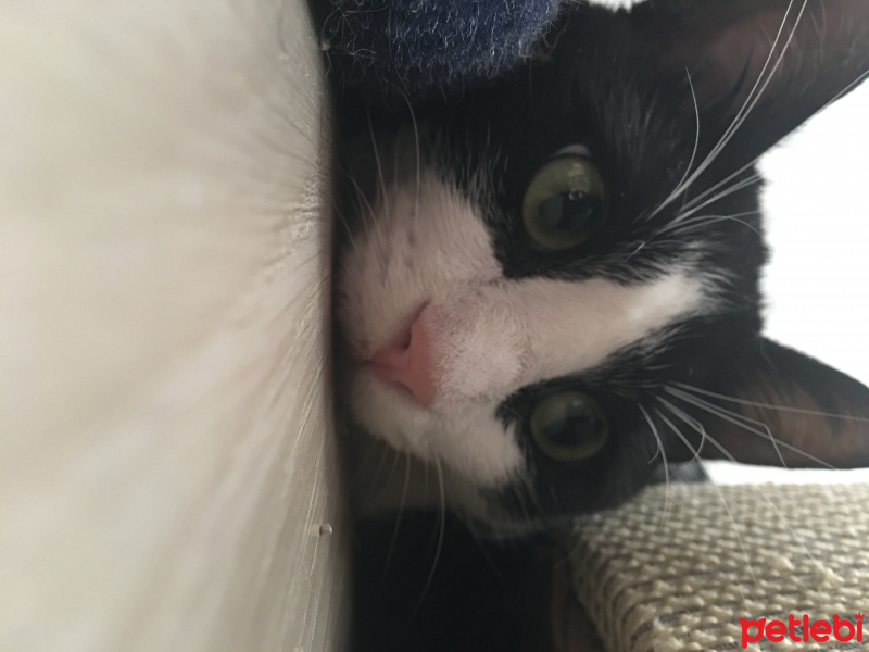 Tekir Kedi, Kedi  Alaca fotoğrafı