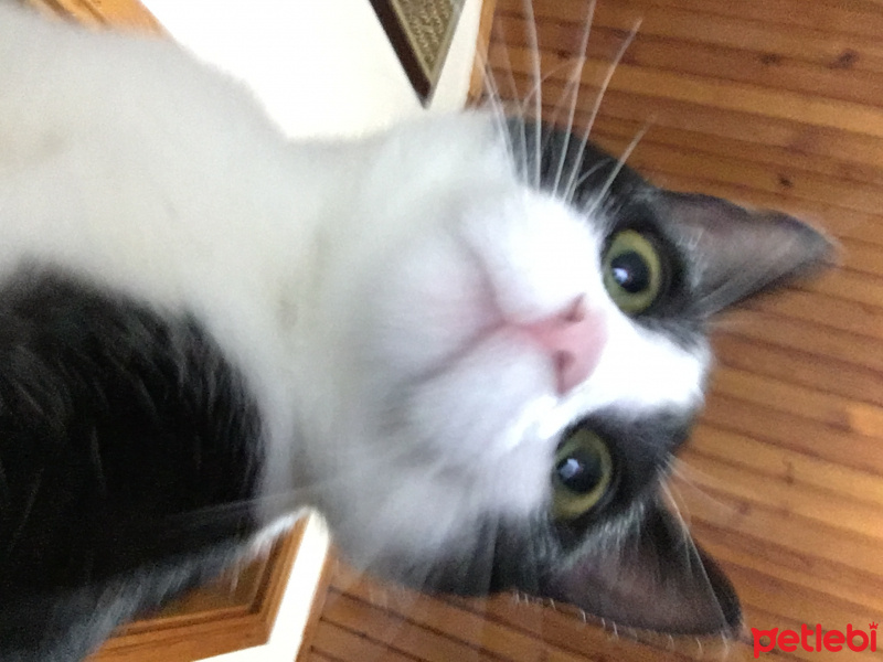 Tekir Kedi, Kedi  Alaca fotoğrafı