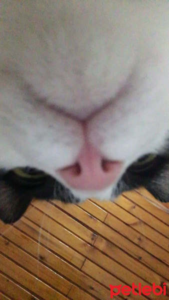 Tekir Kedi, Kedi  Alaca fotoğrafı