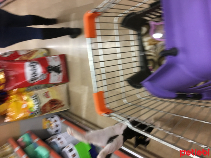 Tekir Kedi, Kedi  Alaca fotoğrafı