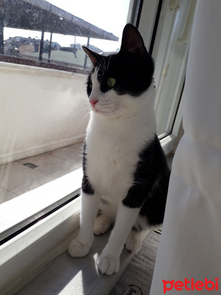 Tekir Kedi, Kedi  Alaca fotoğrafı