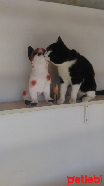 Tekir Kedi, Kedi  Alaca fotoğrafı