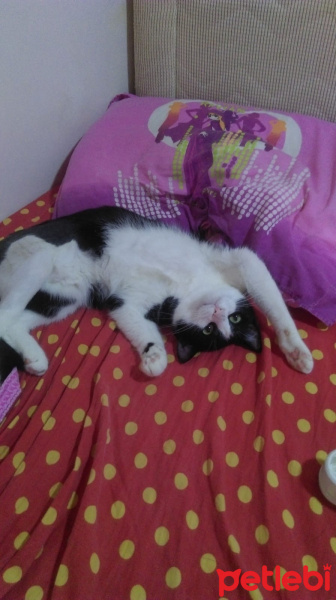 Tekir Kedi, Kedi  Alaca fotoğrafı