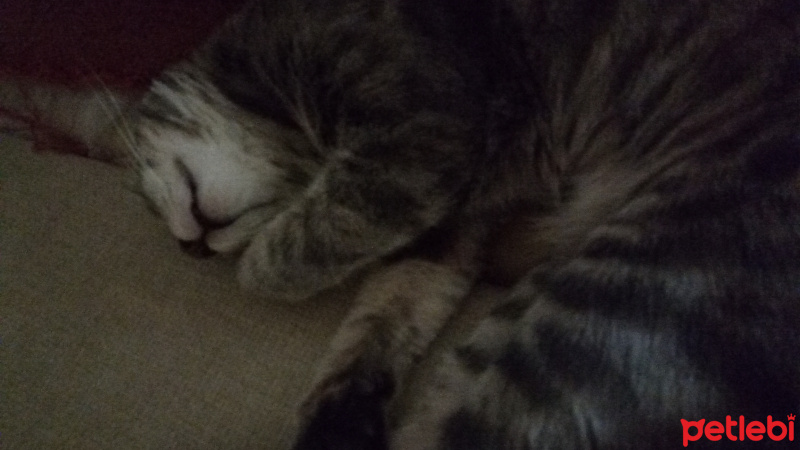 Tekir Kedi, Kedi  Bulut fotoğrafı