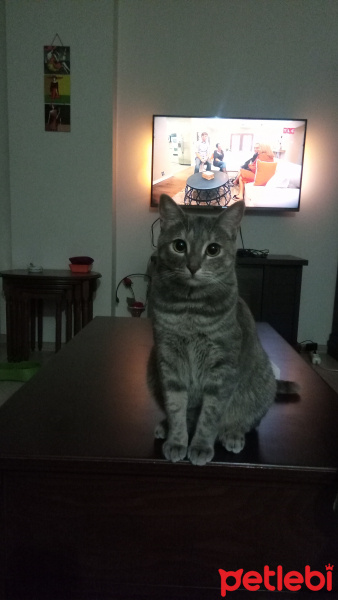 Tekir Kedi, Kedi  Bulut fotoğrafı