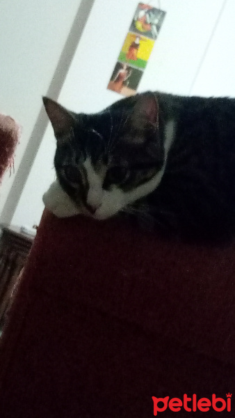 Tekir Kedi, Kedi  Korsan fotoğrafı