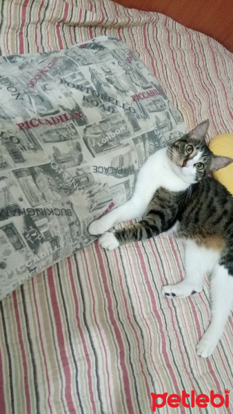Tekir Kedi, Kedi  Korsan fotoğrafı