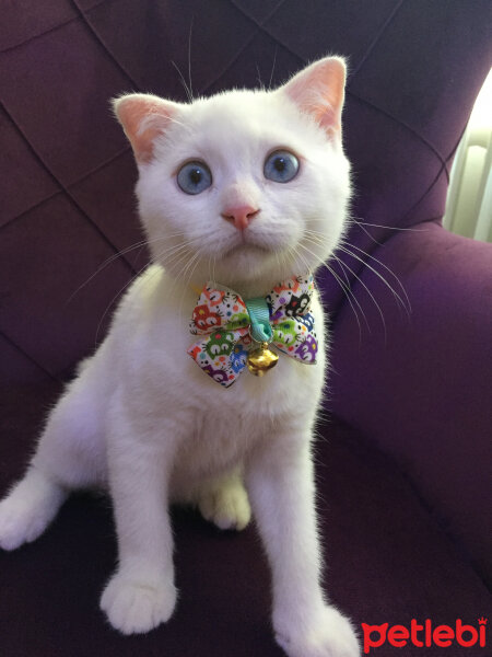 Scottish Fold, Kedi  Cesur fotoğrafı