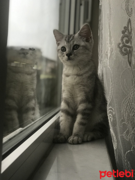 Scottish Fold, Kedi  Shadow fotoğrafı