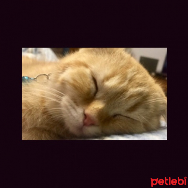 Scottish Fold, Kedi  Paşa fotoğrafı