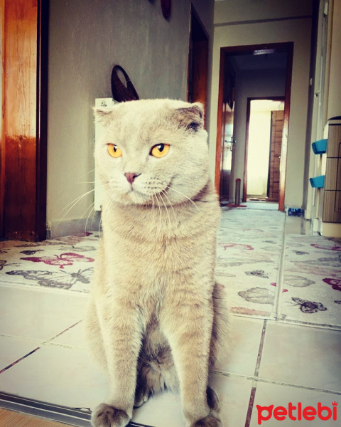 Scottish Fold, Kedi  Klesh fotoğrafı