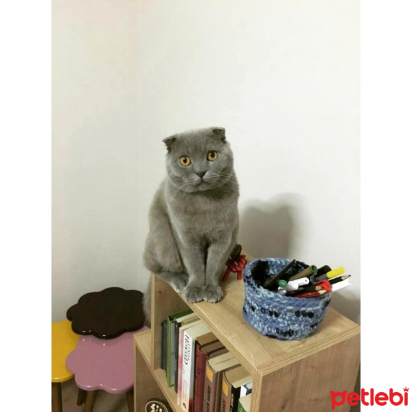 Scottish Fold, Kedi  Klesh fotoğrafı